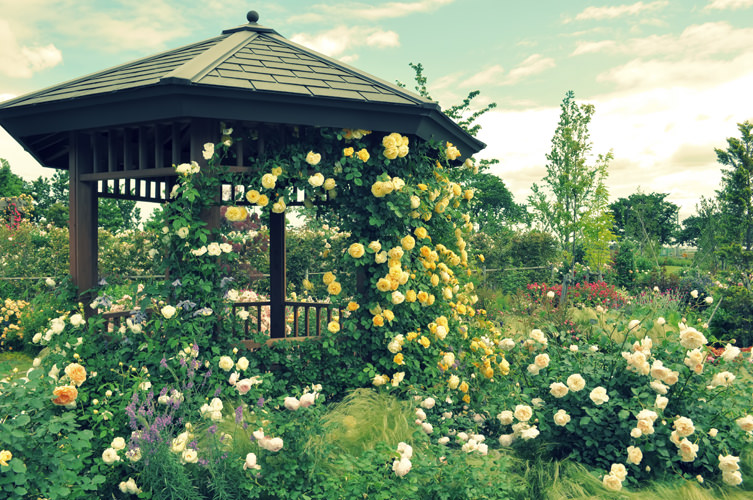 バラが咲いている庭